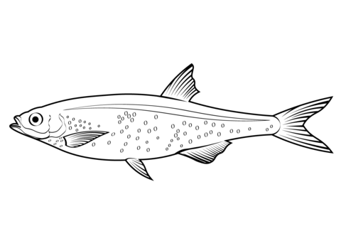 Silver Cyprinid (Rastrineobola Argentea) Coloring Page